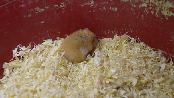 Casa Hamster Cativeiro Hamster Serragem Martelo Vermelho — Vídeo de Stock
