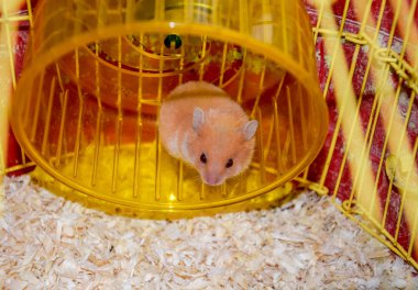Hamster ev esaret altında tutmak. Hamster koşma tekerlek. Kırmızı hamster.