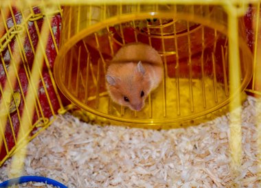 Hamster ev esaret altında tutmak. Hamster koşma tekerlek. Kırmızı hamster.