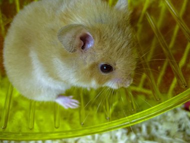 Hamster ev esaret altında tutmak. Hamster koşma tekerlek. Kırmızı hamster.