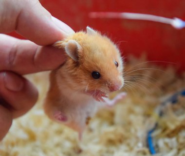 Hamster elinde. Hamster scruff tutun. Parmakları ile düzenlenen hamster.
