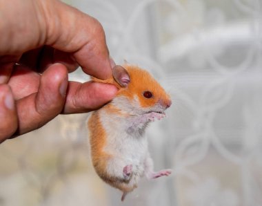 Hamster elinde. Hamster scruff tutun. Parmakları ile düzenlenen hamster.