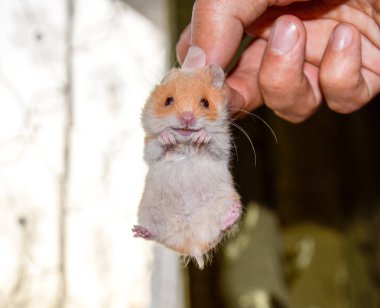 Hamster elinde. Hamster scruff tutun. Parmakları ile düzenlenen hamster
