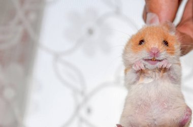 Hamster elinde. Hamster scruff tutun. Parmakları ile düzenlenen hamster
