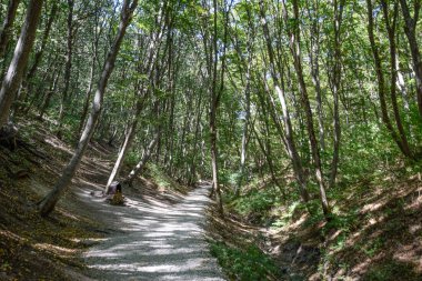 Patika orman dağlarında. Moloz ile kaplı patika ormana,