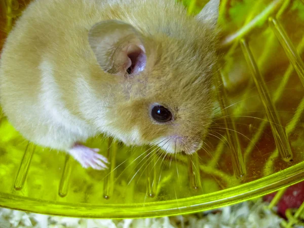 Hamster Thuis Gevangenschap Houden Hamster Draaiende Wiel Rode Hamster — Stockfoto