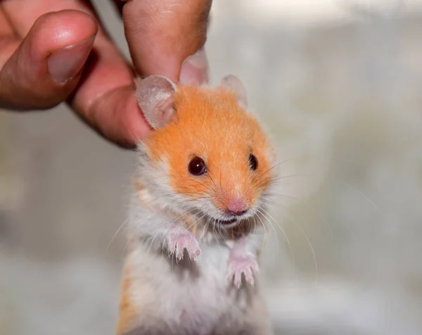 Hamster Handen Hamster Håll Kragen Hamster Hölls Med Fingrar — Stockfoto