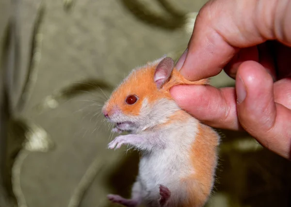 Hamster Handen Hamster Håll Kragen Hamster Hölls Med Fingrar — Stockfoto