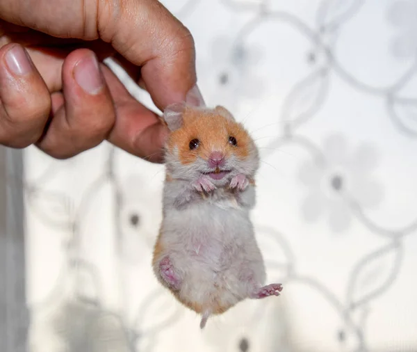Hamster Hand Hamster Houdt Scruff Hamster Gehouden Met Vingers — Stockfoto
