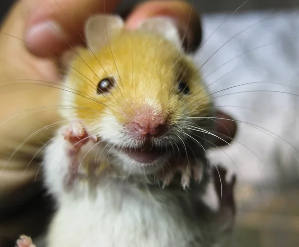 Hamster na mão. O hamster aguenta a fenda. hamster realizada com os dedos — Fotografia de Stock