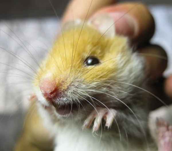 Hamster na mão. O hamster aguenta a fenda. hamster realizada com os dedos — Fotografia de Stock