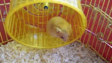 Hamster ev esaret altında tutmak. Hamster koşma tekerlek. Kırmızı hamster.