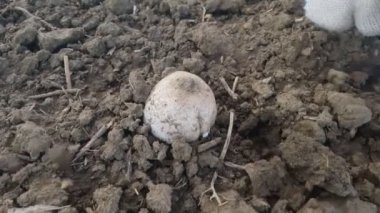 Yırtılma champignon mantar. Topraktan mantar hasat