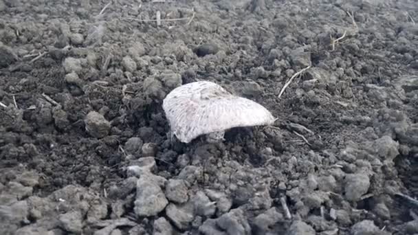 撕破的香槟酒蘑菇。从土壤中收获蘑菇 — 图库视频影像