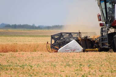 Alanları Krasnodar, Rusya Federasyonu - 21 Haziran 2018: bezelye ile birleştirin hasat hasat. Bezelye alanlarından hasat.