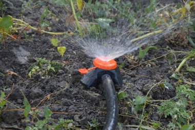 Bir meme yağmurlama kullanarak domates fidesi yataklar sulama.