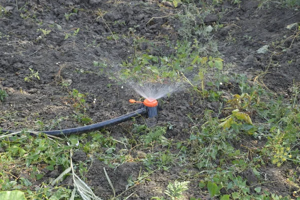 Mengairi tempat tidur bibit tomat menggunakan nozzle sprinkler . — Stok Foto