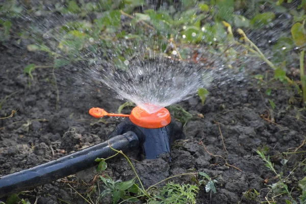 Mengairi tempat tidur bibit tomat menggunakan nozzle sprinkler . — Stok Foto