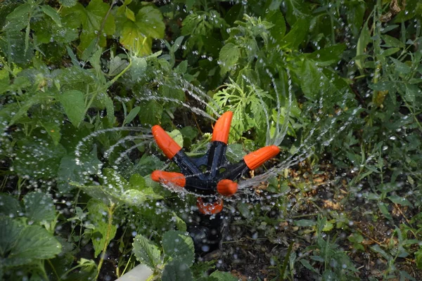 Forgó Locsoló öntözés eper. Öntözés a kertben. — Stock Fotó