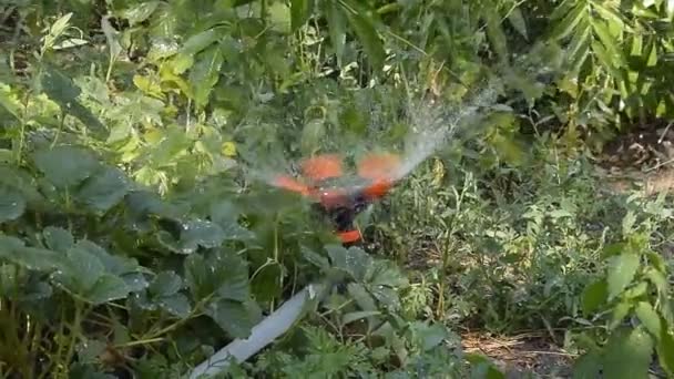 Rega de morangos com um aspersor rotativo. Rega no jardim . — Vídeo de Stock