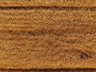 Olgun arpa üst bir görünümdür. Alan arpa.