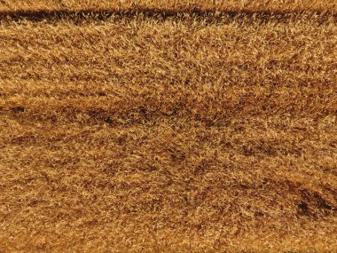 Olgun arpa üst bir görünümdür. Alan arpa.