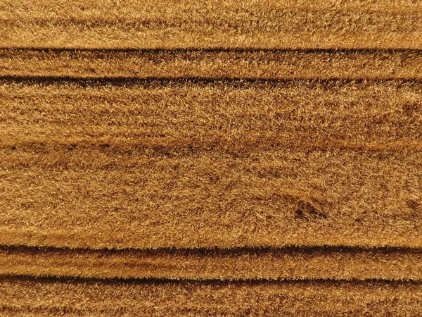 熟した大麦は平面図であります 大麦のフィールド — ストック写真