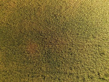 Buğday olgunlaşma. Yeşil olgunlaşmamış buğday üst bir görünümdür. Buğday alanı.