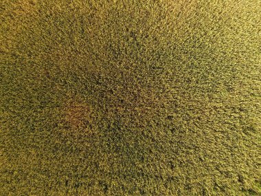 Buğday olgunlaşma. Yeşil olgunlaşmamış buğday üst bir görünümdür. Buğday alanı.