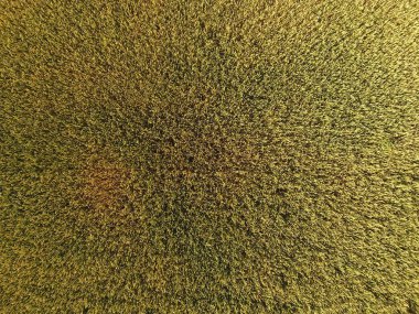 Buğday olgunlaşma. Yeşil olgunlaşmamış buğday üst bir görünümdür. Buğday alanı.