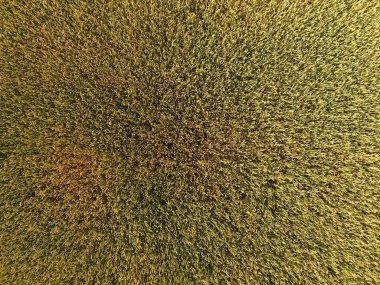 Buğday olgunlaşma. Yeşil olgunlaşmamış buğday üst bir görünümdür. Buğday alanı.