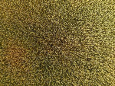 Buğday olgunlaşma. Yeşil olgunlaşmamış buğday üst bir görünümdür. Buğday alanı