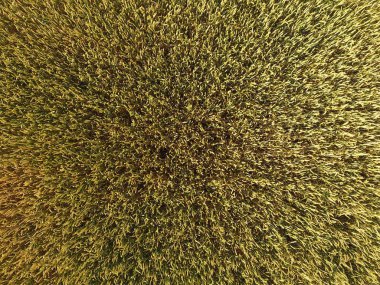 Buğday olgunlaşma. Yeşil olgunlaşmamış buğday üst bir görünümdür. Buğday alanı