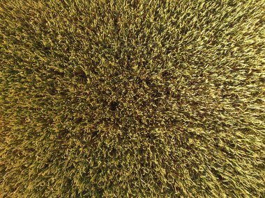 Buğday olgunlaşma. Yeşil olgunlaşmamış buğday üst bir görünümdür. Buğday alanı