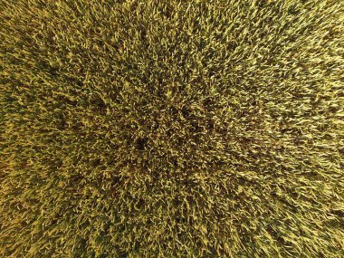 Buğday olgunlaşma. Yeşil olgunlaşmamış buğday üst bir görünümdür. Buğday alanı