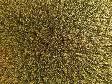 Buğday olgunlaşma. Yeşil olgunlaşmamış buğday üst bir görünümdür. Buğday alanı