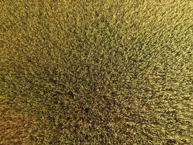 Buğday olgunlaşma. Yeşil olgunlaşmamış buğday üst bir görünümdür. Buğday alanı