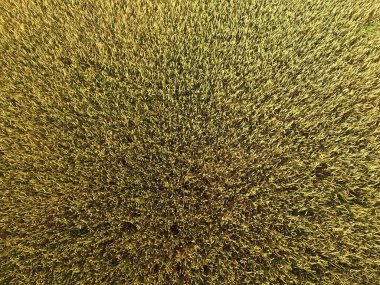 Buğday olgunlaşma. Yeşil olgunlaşmamış buğday üst bir görünümdür. Buğday alanı