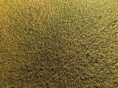 Buğday olgunlaşma. Yeşil olgunlaşmamış buğday üst bir görünümdür. Buğday alanı