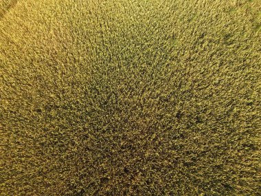 Buğday olgunlaşma. Yeşil olgunlaşmamış buğday üst bir görünümdür. Buğday alanı