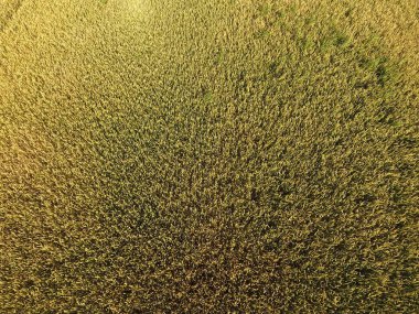 Buğday olgunlaşma. Yeşil olgunlaşmamış buğday üst bir görünümdür. Buğday alanı