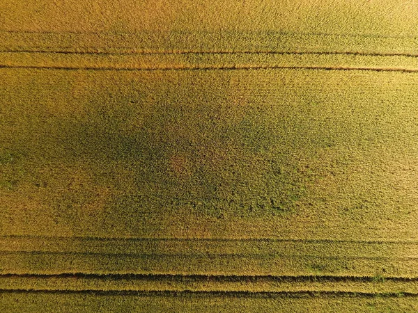 Buğday Olgunlaşma Yeşil Olgunlaşmamış Buğday Üst Bir Görünümdür Buğday Alanı — Stok fotoğraf