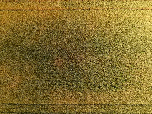 Ripening Wheat Green Unripe Wheat Top View Wheat Field — Stock Photo, Image