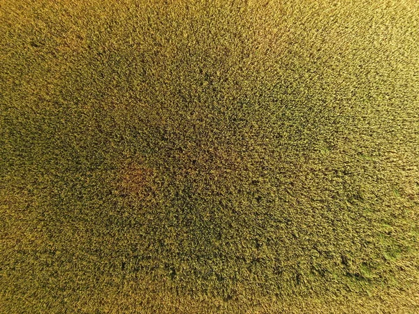 Ripening Wheat Green Unripe Wheat Top View Wheat Field — Stock Photo, Image