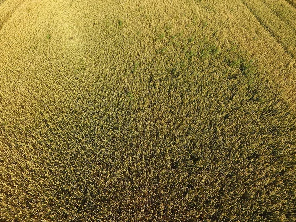 Ripening wheat. Green unripe wheat is a top view. Wheat field.