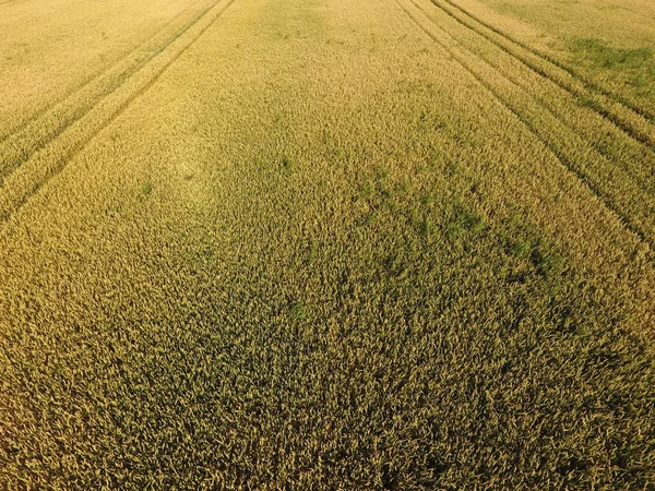 Dojrzewania pszenicy. Zielone niedojrzałe pszenicy jest widok z góry. Pole pszenicy — Zdjęcie stockowe