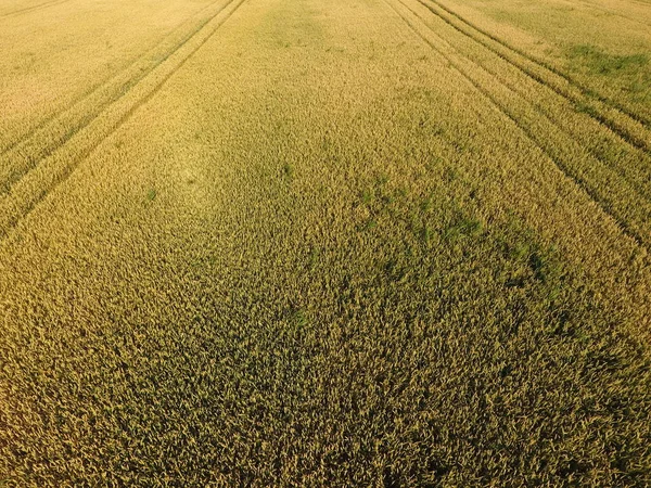 Trigo a amadurecer. O trigo verde não maduro é uma vista superior. Campo de trigo — Fotografia de Stock