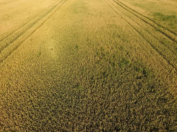 小麦を熟成します。熟していない緑の小麦は、トップ ビューです。麦畑 — ストック写真