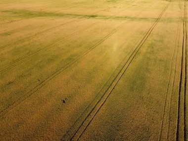 Buğday olgunlaşma. Yeşil olgunlaşmamış buğday üst bir görünümdür. Buğday alanı