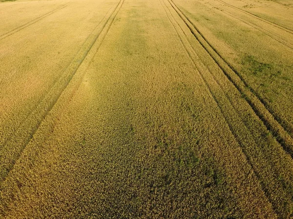 Memakan gandum. Gandum hijau yang belum matang adalah pemandangan utama. Ladang gandum — Stok Foto